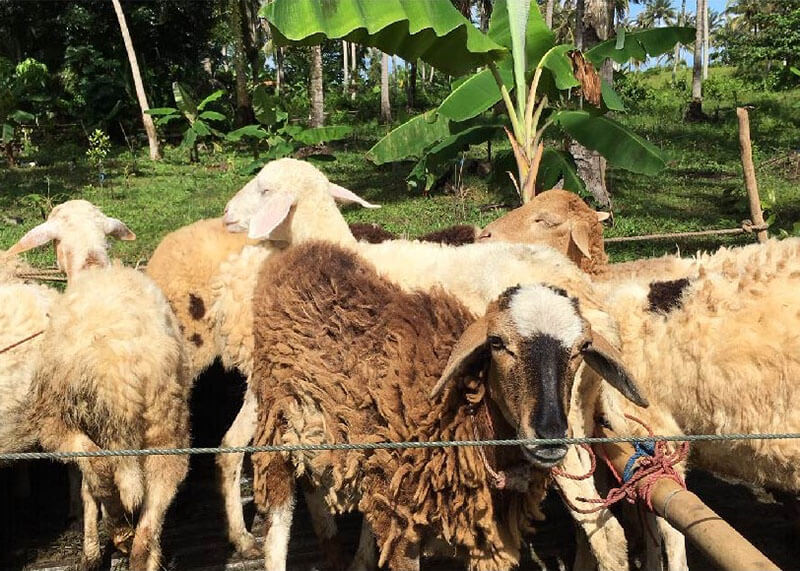 EZQurban Background Image